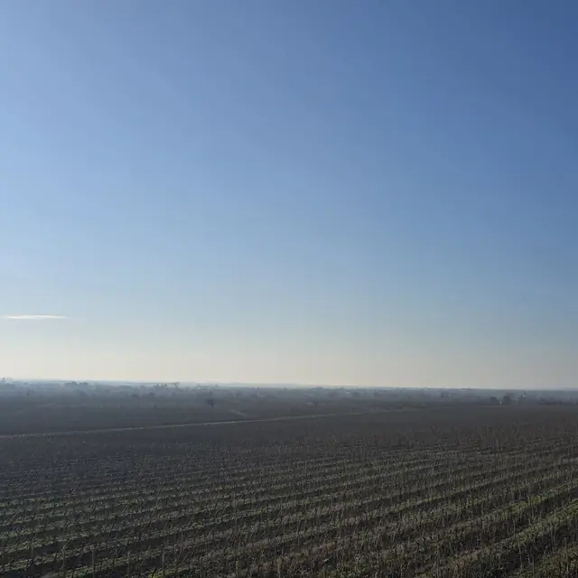 Romanian vineyard rows and winery tasting on a private wine tour — 2