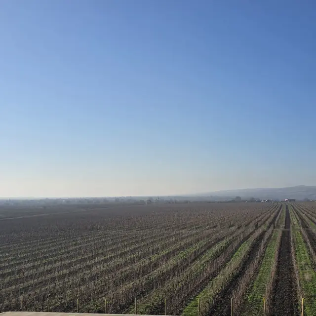 Romanian vineyard rows and winery tasting on a private wine tour — 4