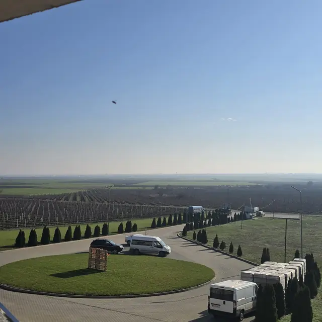 Romanian vineyard rows and winery tasting on a private wine tour — 5